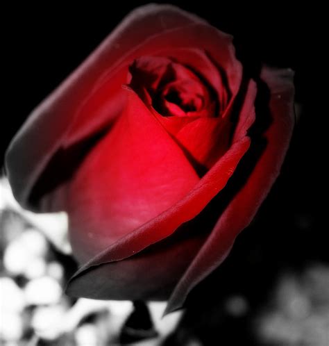 Blood Red Rose Photograph By Laurie Pike