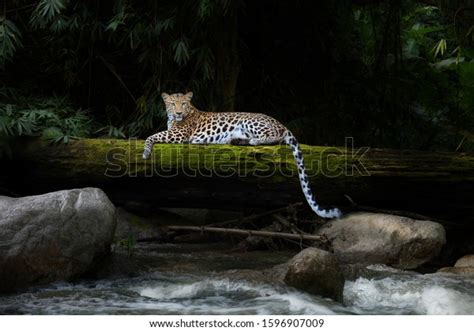 Leopard Relax Rain Forest On Timber Stock Photo 1596907009 Shutterstock