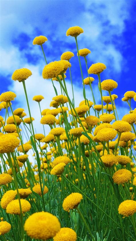 Yellow Flowers Blue Sky 1080x1920 Iphone 8766s Plus