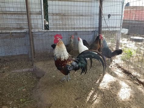 Ayam Ketawa Laughing Chicken Poultry Hatching Eggs Npip Cerified Ebay