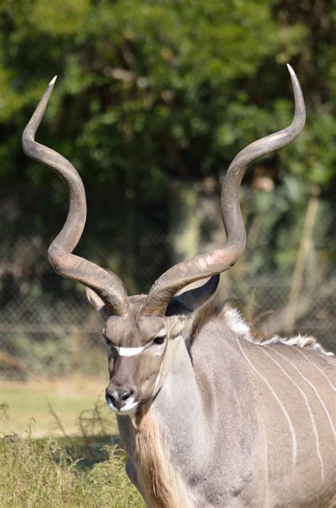 Free Images Nature Animal Male Wildlife Wild Bush Zoo Horn