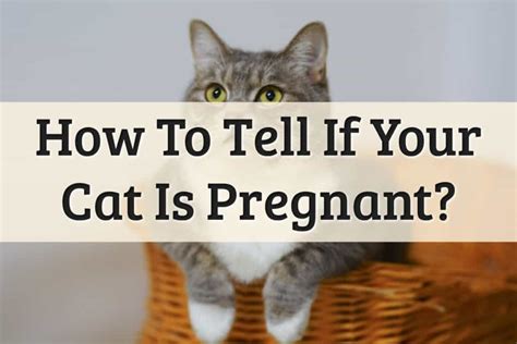 5 Signs Your Cat Is Pregnant And What To Know 2022 Guide
