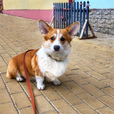 15 Cool Facts About Corgis Page 4 Of 5 The Dogman