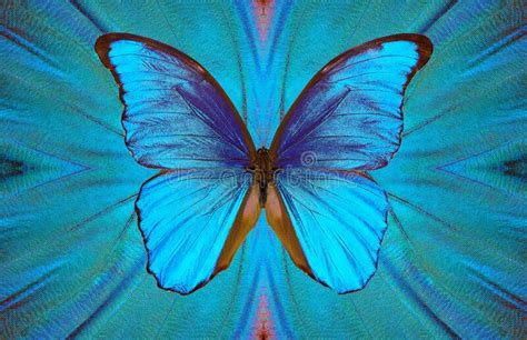 Abstract Butterfly Wings Pattern Blue Wing Of A Tropical Butterfly On