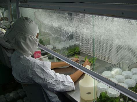 Plant Tissue Culture Lab Setup टेस्टिंग लेबोरेटरीज टेस्टिंग