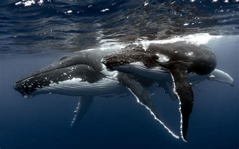 Humpback Whale Wallpaper 62 Pictures