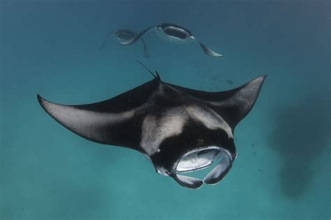 Three Manta Rays By Eyal Cohen Manta Ray Sea Creatures