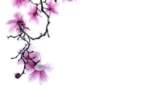 Maybe you would like to learn more about one of these? Pink Flower White Backgrounds - Wallpaper Cave