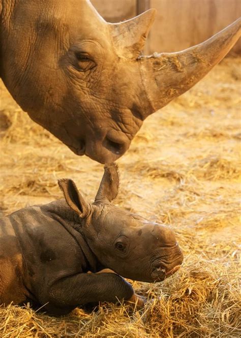 Adorable Baby Rhino Born At Copenhagen Zoo In Denmark