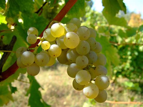 Filesauvignon Blanc Vlasotince Vineyards Wikimedia Commons