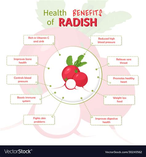 Health Benefits Radish Nutrients Royalty Free Vector Image