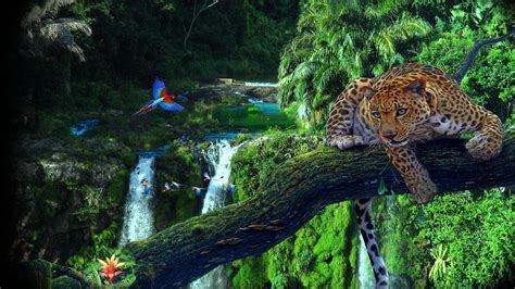 Hd Amazon Rainforest Wallpaper Full Hd Pictures