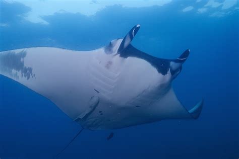 Giant Oceanic Manta Ray Manta Birostris Elias Levy Flickr