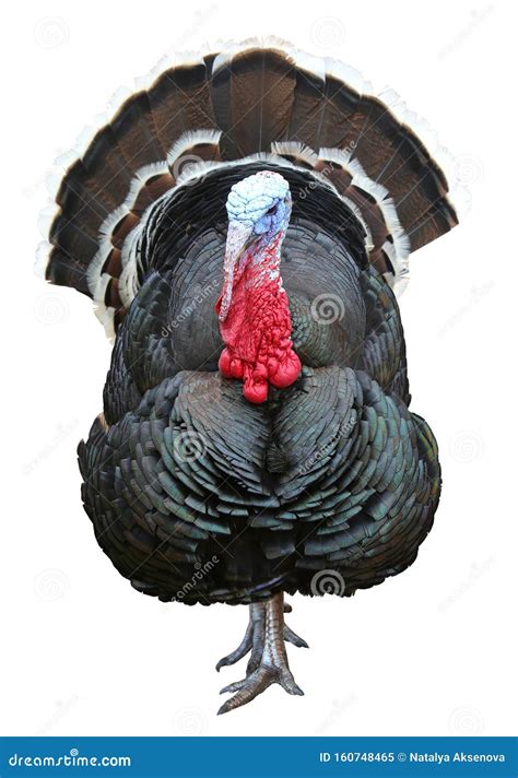 colorful turkey isolated on the white background stock image image of farming outdoors 160748465
