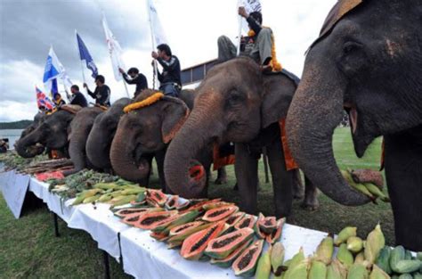 New Taste For Thai Elephant Meat