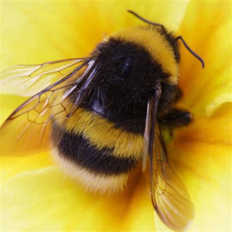 Bee Spotlight The Bumblebee · Extermpro