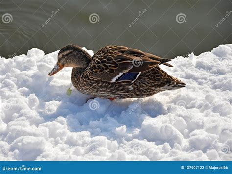 Wild Duck In The Snow Next To The Lake Stock Photo Image Of Wild