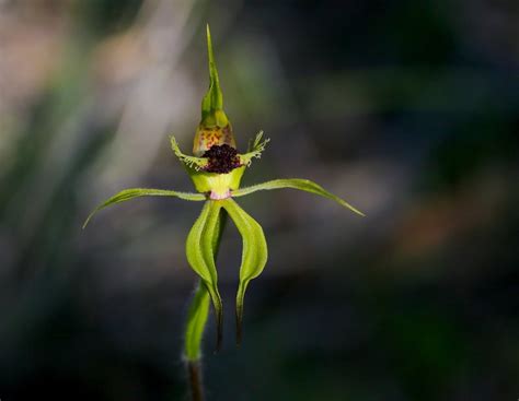Plantfiles Pictures Arrowsmith Spider Orchid Caladenia Crebra 1 By Kell