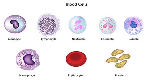Types Of White Blood Cells And Functions