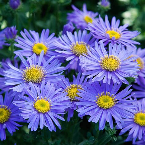 Buy Monch Aster Online Sun Perennials For Sale Brecks