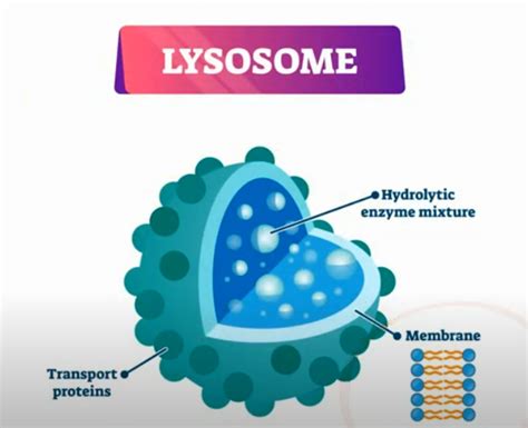 Function Of Lysosomes Moomoomath And Science