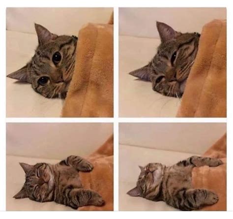 4 Important Stages Of A Cats Bedtime Raww