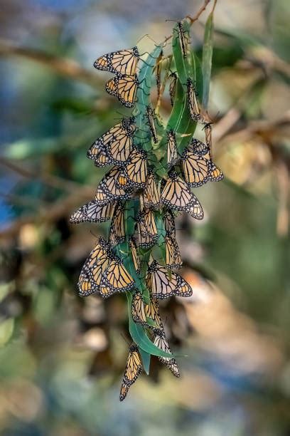 Monarch Butterfly Cluster Stock Photos Pictures And Royalty Free Images