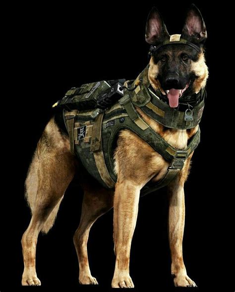 Military German Shepherd Germanshepherd Military Dogs Army Dogs