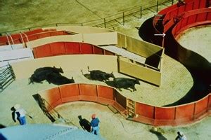 Curved Cattle Handling Facility
