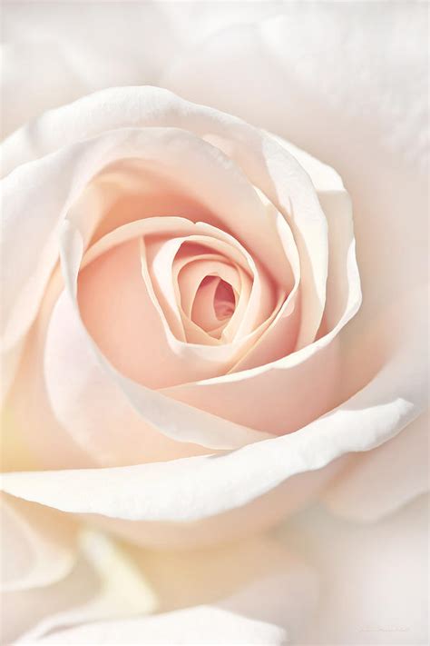 The Angel S Peach Rose Flower Photograph By Jennie Marie Schell Fine