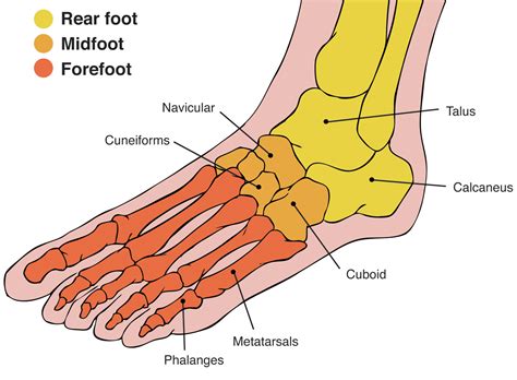 With age, cartilages, the slippery tissues that cover. Foot pain: looking up the kinetic chain