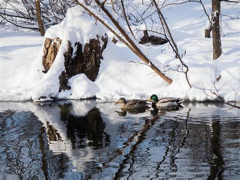 Ducks In Snow Photograph By Whitney Leigh Carlson Fine Art America