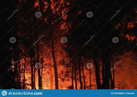 Big Flames In A Forest Stock Photo Image Of Outdoor 252568640