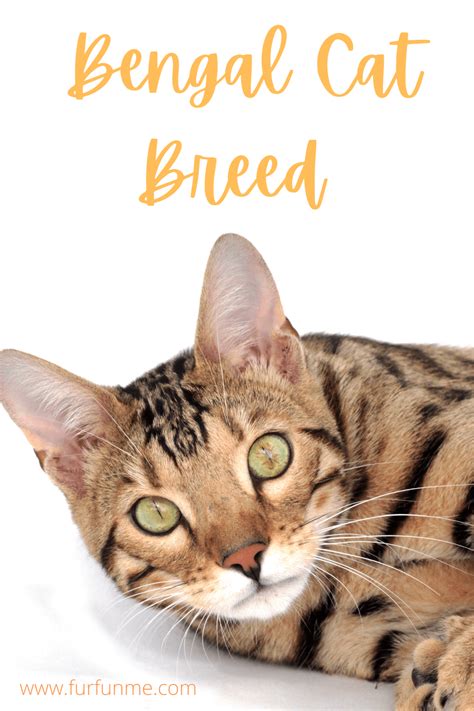 Bengal Cat Breed Personality Traits Information And Facts Fur Fun