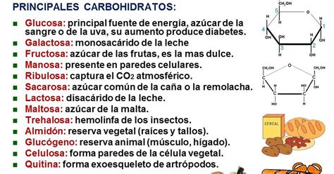 Biología Didáctica Nsc 2° Principales Carbohidratos