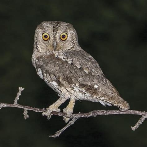 Eurasian Scops Owl Faynan Heritage