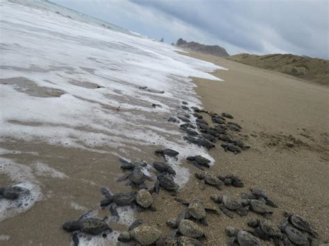 Protecting Sea Turtles In Nicaragua Wildaid