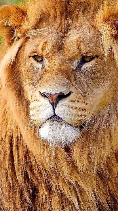 Lion Face Wallpapers Mane Angry Close Cat