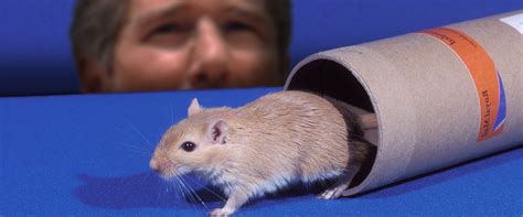 Richard Gere Gerbil Story The Definitive History And Fact Check
