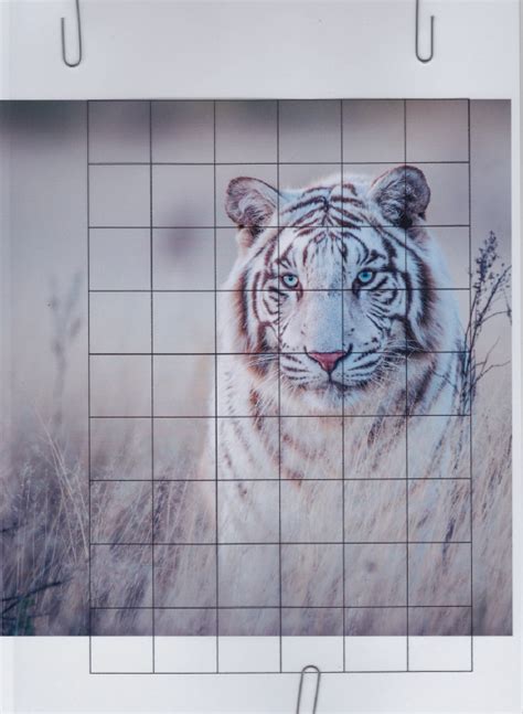 Tiger Drawing Easy Method Roseann Keener