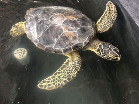Paddy A Juvenile Green Sea Turtle Released Gulf World Marine Institute