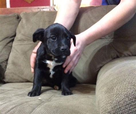 Look at pictures of puppies in ohio who need a home. Lab mix puppies for Sale in Dalton, Ohio Classified ...