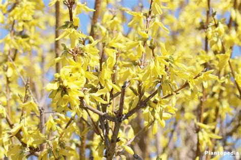 Forsythia Tree - How to Plant and Care for Forsythia ...