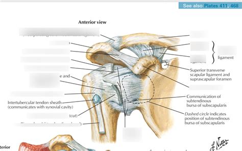 Upper Extremity Ligaments Of The Anterior Shoulder Diagram Quizlet
