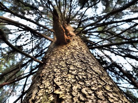 Free Images Tree Branch Wood Leaf Flower Trunk Autumn Woodland