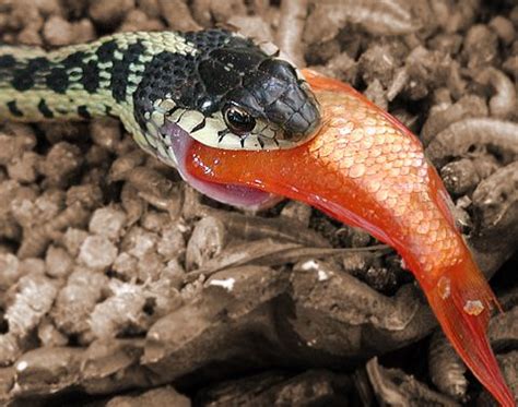 Check spelling or type a new query. Garden Snake Pictures | Garden snakes, Wild baby, Snake