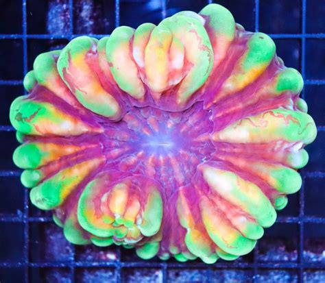 Cynarina Coral Frag Box Corals