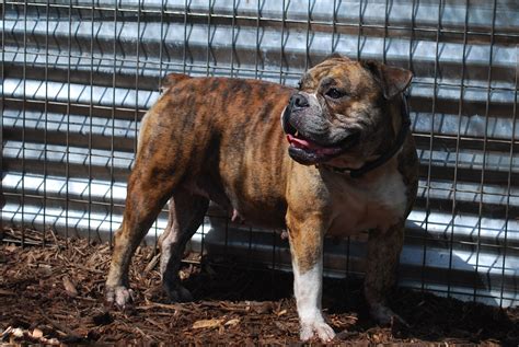 We offer 81 english bulldog puppies for sale in california. pearl3y1 - Olde South Bulldogges