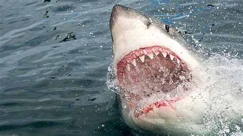 Hammerhead Shark Attacking A Person