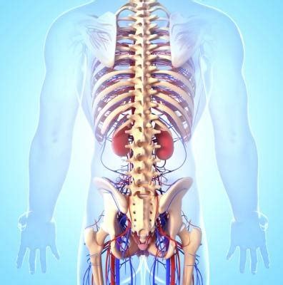 Two organs in your lower back that separate waste products from your blood and make urine. What Is the Position of the Human Kidney? (with Pictures ...